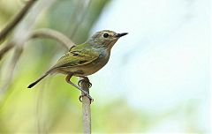 Rusty-fronted Tody-Flycatcher